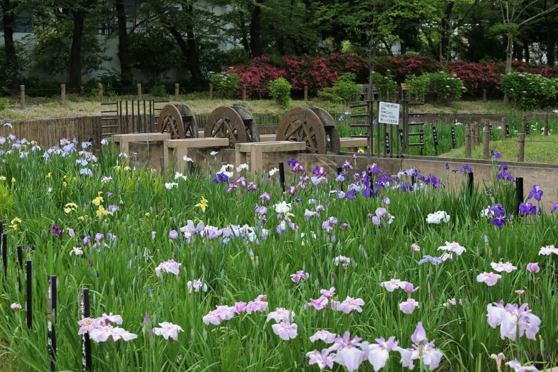 công viên Shobunuma